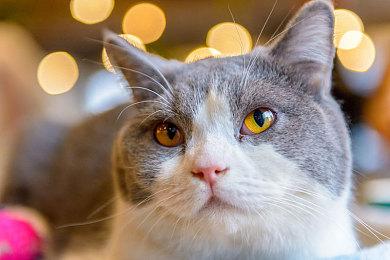 堀井雄二表示《勇者斗恶龙3》HD-2D开发“进展顺利”